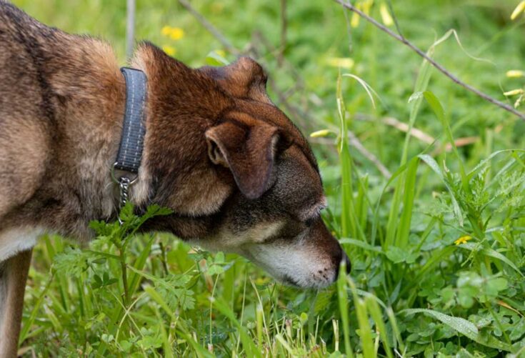 Picture of Why Do Dogs Eat Grass? - PatchPuppy.com