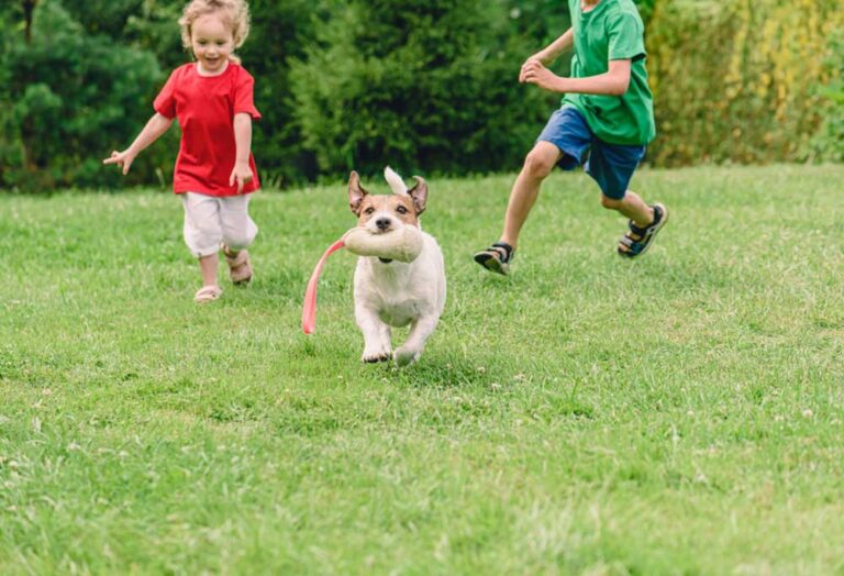 What is the Best Small Dog for a Family?