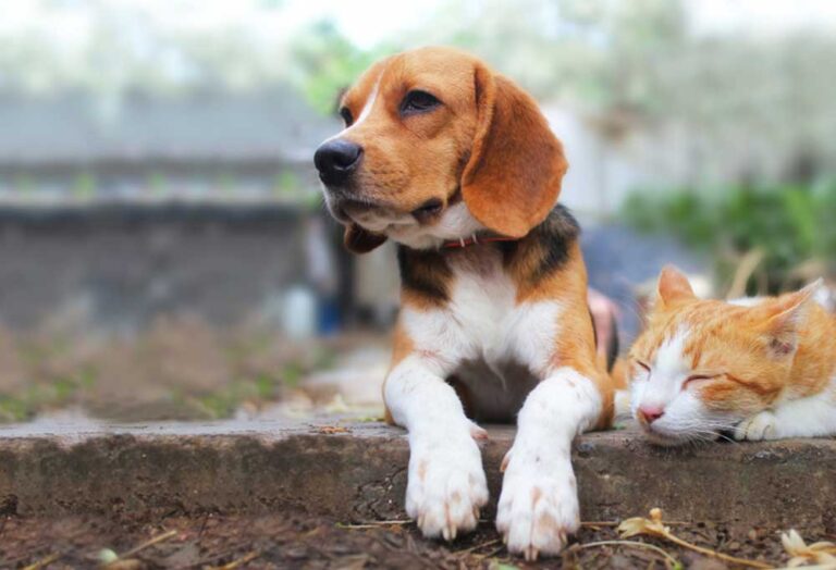 Do Beagles Get Along With Cats PatchPuppy
