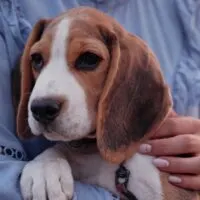 Person in a blue shirt holding a beagle puppy close to their chest