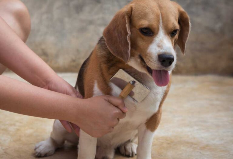 Do Beagles Shed a Lot? 2