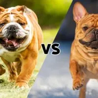 Pictures of an English Bulldog and a French Bulldog meeting in the middle on the diagonal with the letters VS in the middle