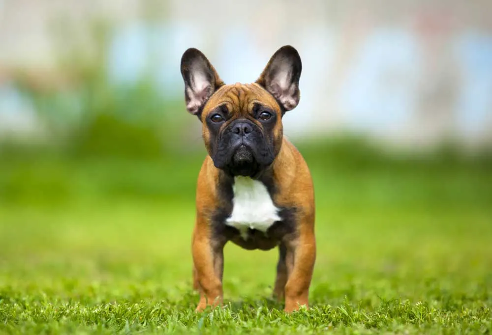 Brown, black and white French Bulldog standing outdoors in grass