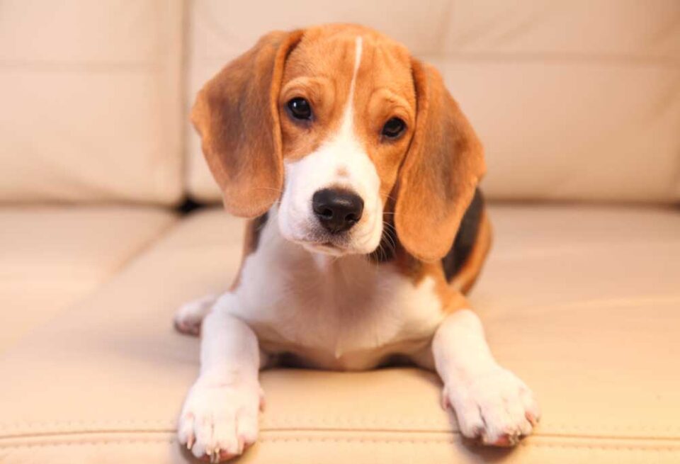 How Long Do Beagles Stay in Heat?