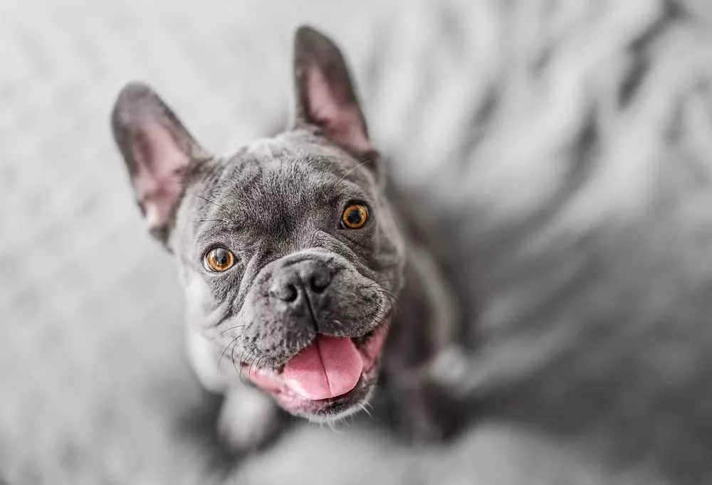 Over head view of a Grey French Bulldog 