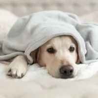 Young dog under a blanket in cold winter weather.