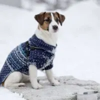 Jack Russell dog in a warm blue jacket sitting on the snow.