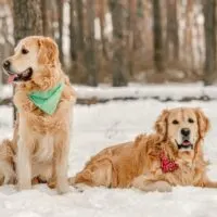 Two golden retriever dogs sitting on snow with a scarf on their neck.