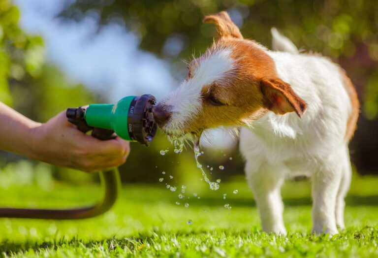 Visual Reference: How To Treat Hemorrhoids In Dogs At Home Simple And