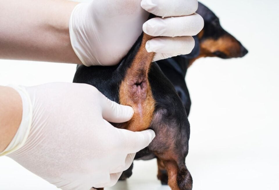 Symptoms of blocked anal glands in dogs key signs to watch out for