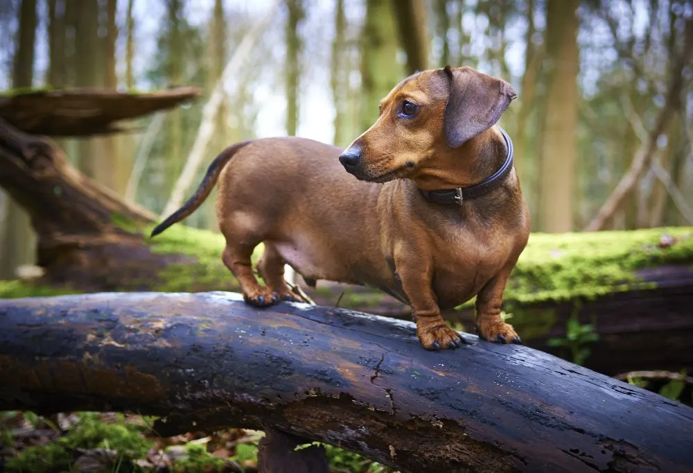 What is the Difference Between English and American Dachshunds ...