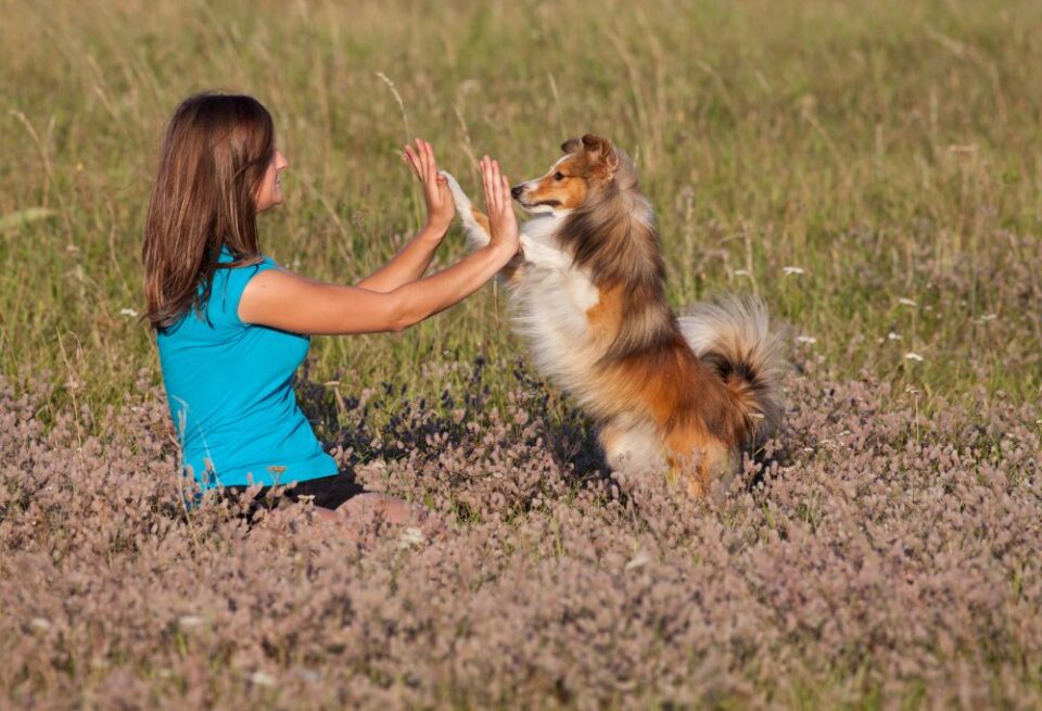 How Toys Benefit Your Sheltie's Well-being - PatchPuppy.com